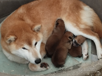 Unici Cuccioli di Shiba Inu con Pedigree Enci