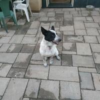 Cucciola pastore biellese