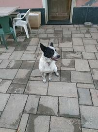 Cucciola pastore biellese