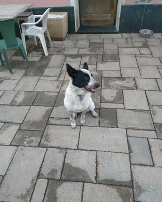 Cucciola pastore biellese