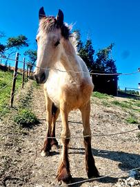 Puledro Gypsyan buckskin