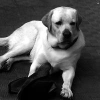 Sky il mio labrador di 3 anni per accoppiamento
