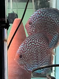 Discus Pigeon Red Malboro e Turchesi Rossi