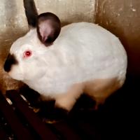 Coniglio Maschio California