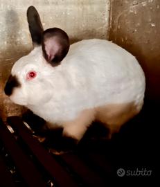 Coniglio Maschio California