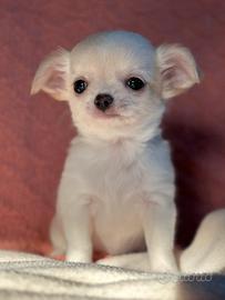 Femmina chihuahua