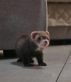 Furetto maschio