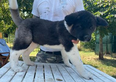 Akita Americano