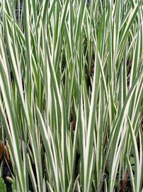 Acorus calamus 'Variegatus' - piante acquatiche