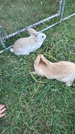 Mamma coniglia più 4 piccoli