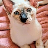 Disponibili rari Cuccioli gatto razza Peterbald