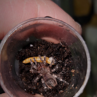Baby geniculata
