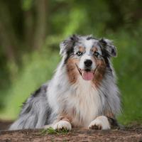 Pastore australiano coda lunga