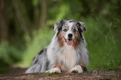 Pastore australiano coda lunga