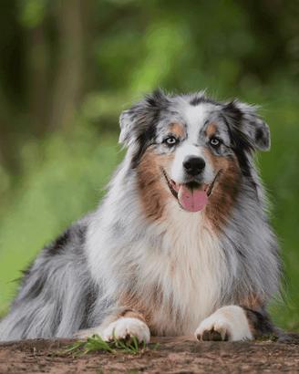Pastore australiano coda lunga