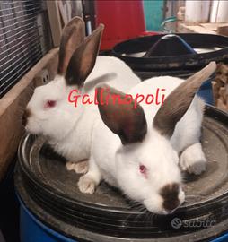 Conigli nostrani vari colori
