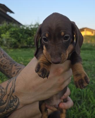 Cuccioli di bassotto tedesco kaninchen/nano