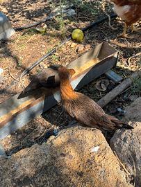 Galli e galline nane
