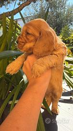 Cucciola cocker spaniel inglese