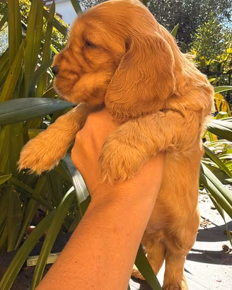 Cucciola cocker spaniel inglese