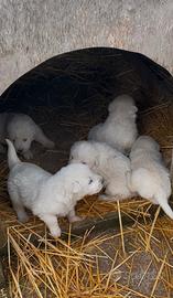 Cuccioli pastore maremmano