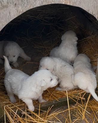 Cuccioli pastore maremmano