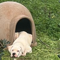 Cucciolo dogo argentino maschio