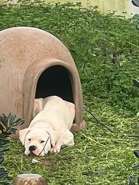 Cucciolo dogo argentino maschio