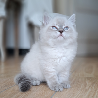 Cucciolo gatto Siberiano pedigree