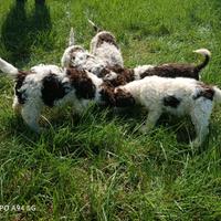 Cuccioli Lagotto Romagnolo