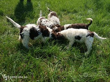 Cuccioli Lagotto Romagnolo