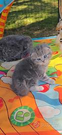 Scottish fold
