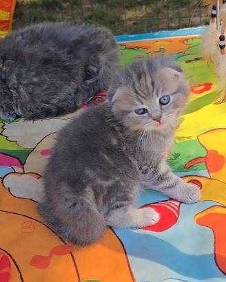Scottish fold