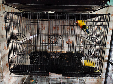 Coppia di inseparabili con gabbia e nido