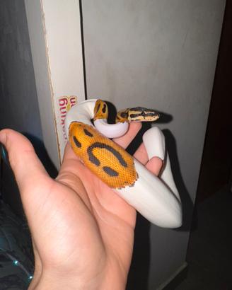 Pitone reale femmina 1 anno