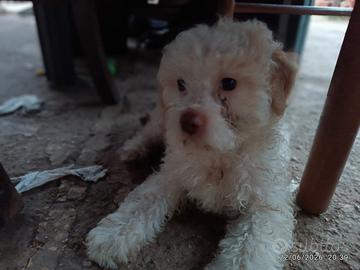 Lagotto Romagnolo