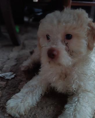 Lagotto Romagnolo