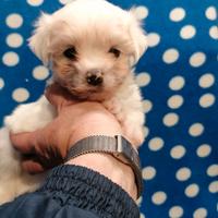 Maltese cuccioli linea coreana