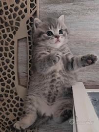 Cucciolo maschio British shorthair