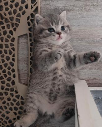 Cucciolo maschio British shorthair
