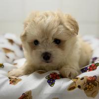 Maltipoo mini toy