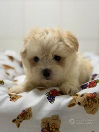 Maltipoo mini toy