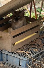 Gatto siamese