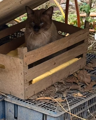 Gatto siamese