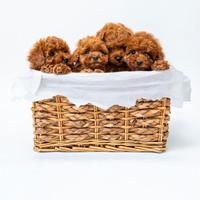 Cuccioli barboncino pronti