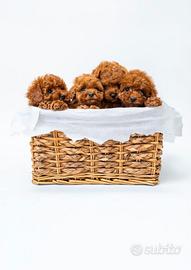 Cuccioli barboncino pronti