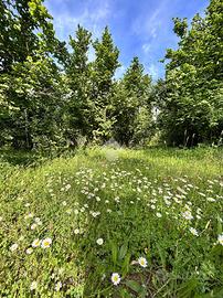 TER. AGRICOLO A GALLESE