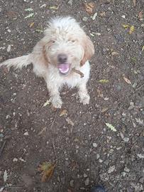 Lagotto maschio 2 anni