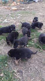 Cani cuccioli pastore tedesco