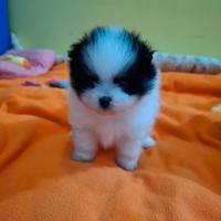 Spitz pomerania
